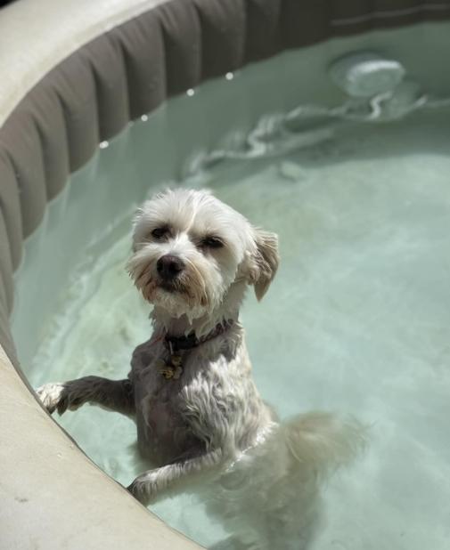 Cane bianco rilassato in piscina, sole splendente, atmosfera di pace e divertimento.