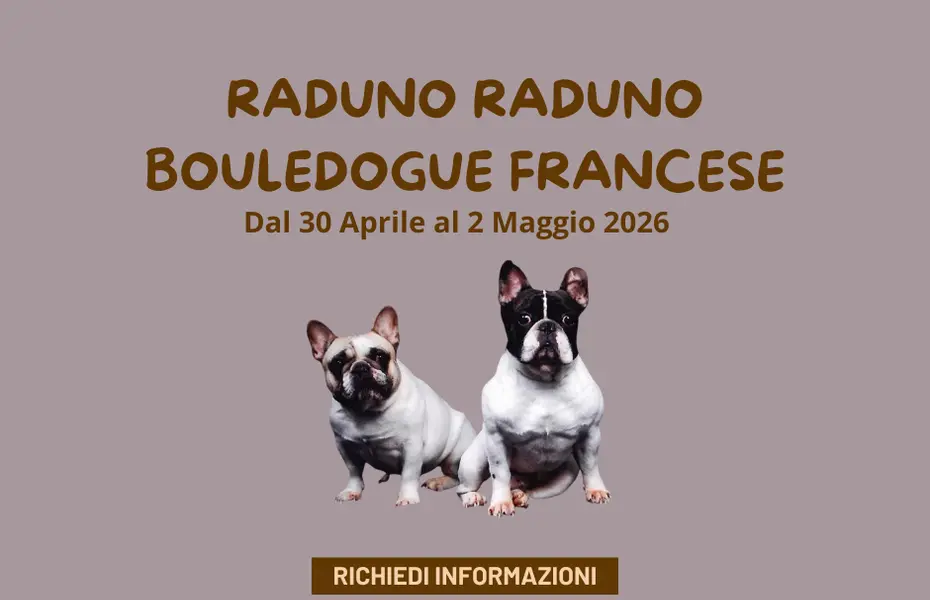 Raduno Bouledogue Francese dal 30 Aprile al 3 Maggio 2026