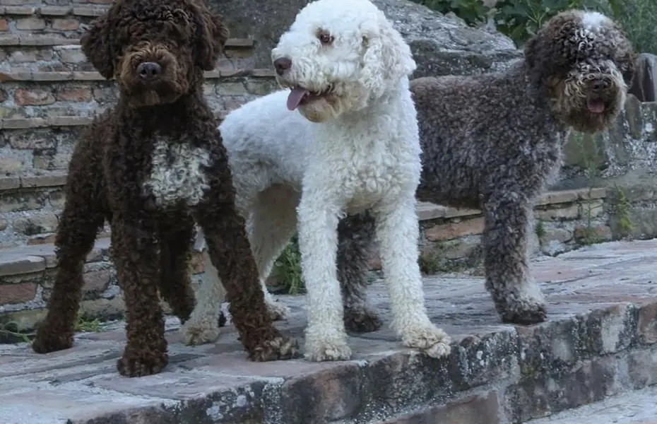 Raduno Lagotto Romagnolo dal 26 Settembre al 28 Settembre 2025