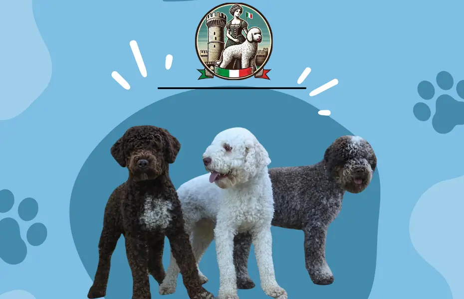 Raduno Lagotto Romagnolo dal 26 Settembre al 28 Settembre 2025