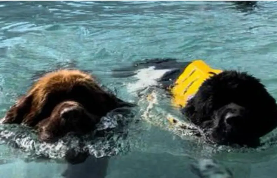 DOG DAYS: TERRANOVA EDITION