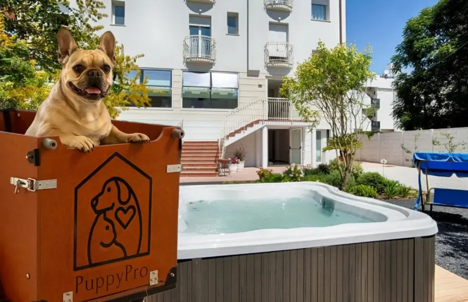 Raduno Bouledogue Francese dal 19 Settembre al 21 Settembre 2025